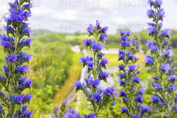 Echium vulgare also known as Viper's bugloss is a wild plant native to Europe, Viper's bugloss, Hartmannsbach, Saxony, Germany, Europe