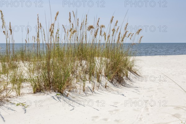 Sea oats provide erosion control on man made sand beach on the Gulf of Mexico at Gulfport and Biloxi Mississippi, USA, North America