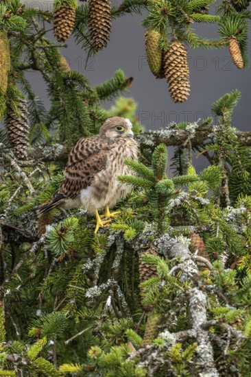 Common kestrel (Falco tinnunculus), a young bird not yet able to fly sitting on a branch outside the nest, Rhineland-Palatinate, Germany, Europe