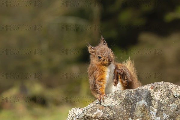 Red squirrel (Sciurus vulgaris) adult animal scratching itself on a dry stone wall, Yorkshire, England, United Kingdom, Europe