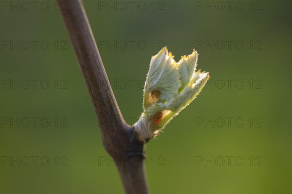 Young leaves of a grapevine in spring, viticulture, budding, shoots, vines, Baden-Württemberg, Germany, Europe