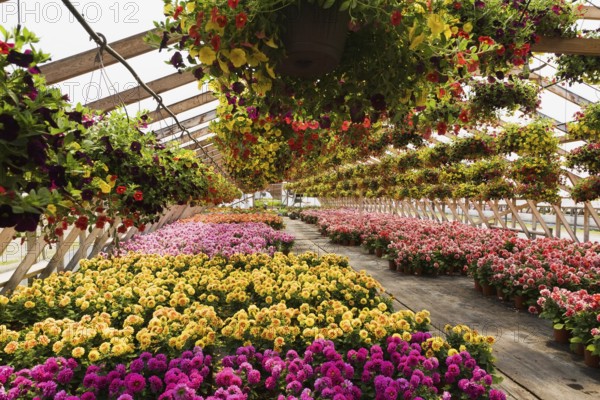 Yellow and red flowers in hanging baskets plus purple, yellow, mauve, orange and red Dahlias in containers inside greenhouse in spring, Quebec, Canada, North America