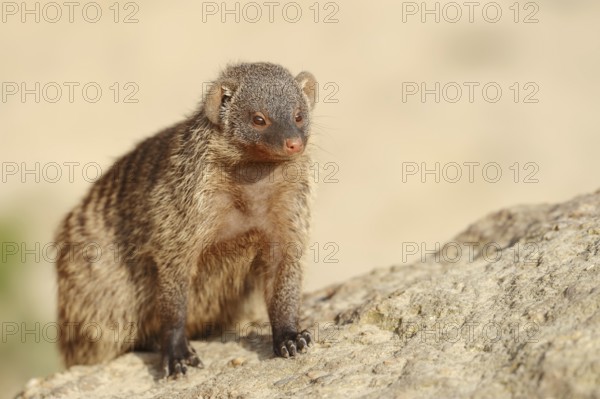 Banded mongoose (Mungos mungo), captive, occurrence in Africa