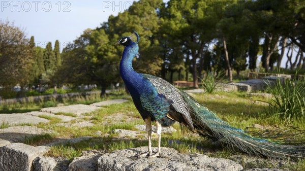 A colourful peafowl (pavo) on ancient stones surrounded by nature and trees, Filerimos, hill not far from Rhodes Town, Ancient State of Ialyssos, Rhodes, Dodecanese, Greek Islands, Greece, Europe