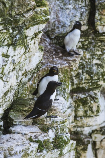 Razorbill, Alca Torda, birds on cliffs, Bempton Cliffs, North Yorkshire, England, United Kingdom, Europe