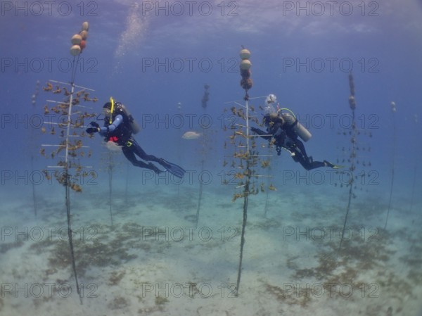 Coral cultivation. Two divers work on planting corals underwater in the ocean. The aim is to grow corals that can withstand the higher water temperatures. Dive site Nursery, Tavernier, Florida Keys, Florida, USA, North America