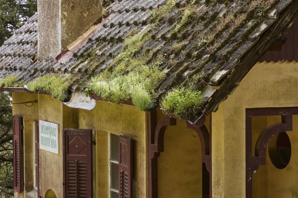 Weathered roof of an old house with plants and a sign in the forest, Big old trees, wild nature, Profitis Ilias, Rhodes, Dodecanese, Greek Islands, Greece, Europe