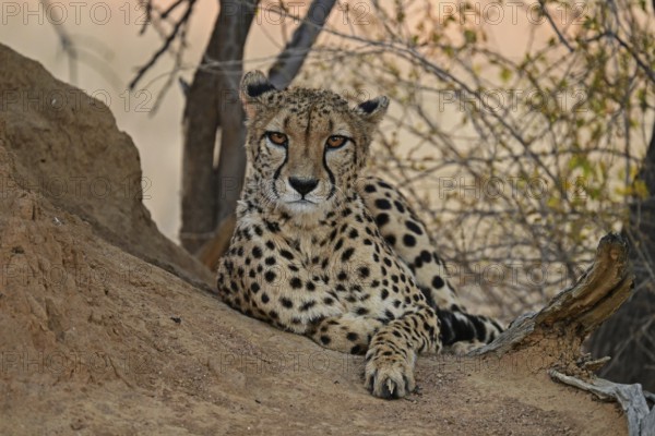 Cheetah (Acinonyx Jubatus) lying next to a termite mound and looking directly into the camera, Okonjima Game Farm, Namibia, Africa