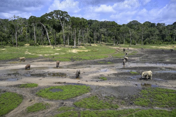 African forest elephants (Loxodonta cyclotis) in the Dzanga Bai forest clearing, Dzanga-Ndoki National Park, Unesco World Heritage Site, Dzanga-Sangha Complex of Protected Areas (DSPAC), Sangha-Mbaéré Prefecture, Central African Republic, Africa