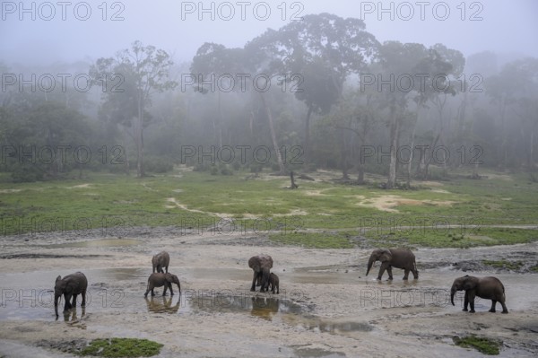 African forest elephants (Loxodonta cyclotis) in the Dzanga Bai forest clearing, Dzanga-Ndoki National Park, Unesco World Heritage Site, Dzanga-Sangha Complex of Protected Areas (DSPAC), Sangha-Mbaéré Prefecture, Central African Republic, Africa