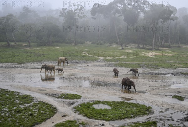 African forest elephants (Loxodonta cyclotis) in the Dzanga Bai forest clearing, Dzanga-Ndoki National Park, Unesco World Heritage Site, Dzanga-Sangha Complex of Protected Areas (DSPAC), Sangha-Mbaéré Prefecture, Central African Republic, Africa