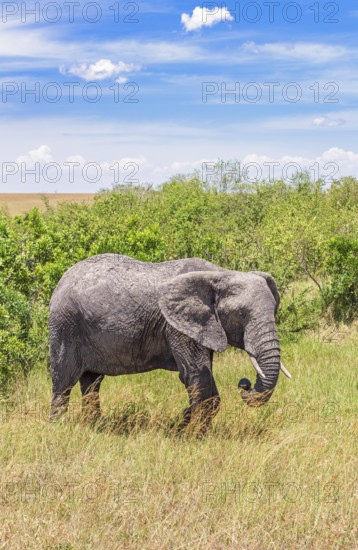 African elephant (Loxodonta africana) covered with dried mud by green bushes on the savanna in Africa, Maasai Mara National Reserve, Kenya, Africa