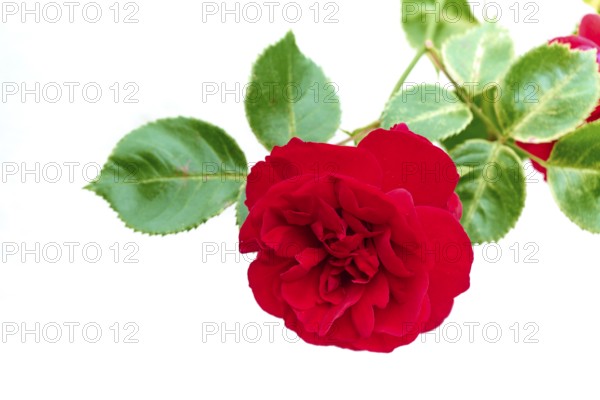 A close-up of a red rose with green petals, creating a lively and natural atmosphere, Miltenberg, Bavaria, Germany, Europe