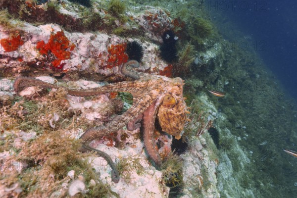 A Common Octopus (Octopus vulgaris) climbs over the rocks and the crest of a reef. Dive site Cap de Creus Marine Protected Area, Rosas, Costa Brava, Spain, Mediterranean Sea, Europe