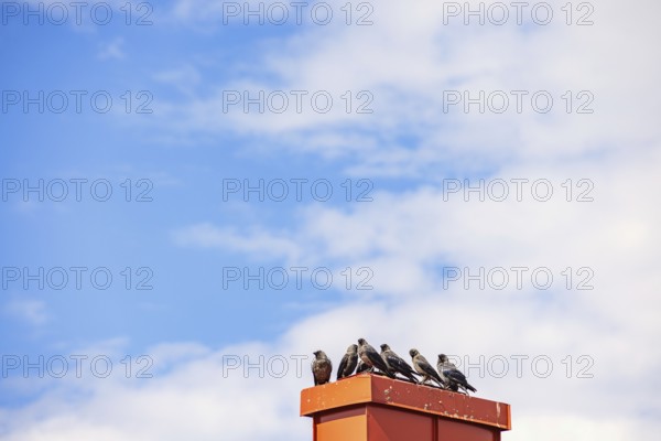 Flock of Jackdaw (Coloeus monedula) birds perched on a chimney against the sky