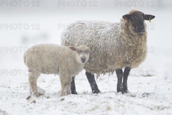 Domestic sheep (Ovis aries) adult ewe farm animal and juvenile baby lamb in a snow covered grass field in winter, England, United Kingdom, Europe