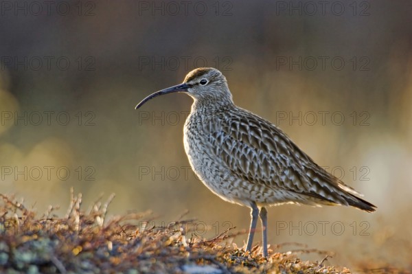 Whimbrel, (Numenius phaopus), Norway, Varanger Peninsula, Varanger, Norway, Europe