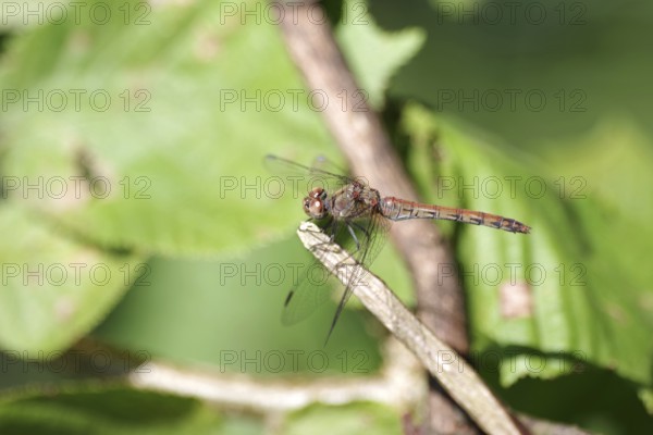 Vagrant darter (Sympetrum vulgatum), female, wing, twig, The dragonfly holds on to a dried twig