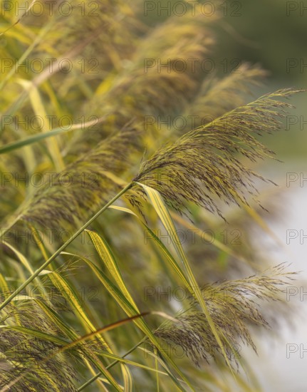 Common reed (Phragmites australis), green brown, close-up, background cropped green, Dortmund, Germany, Europe