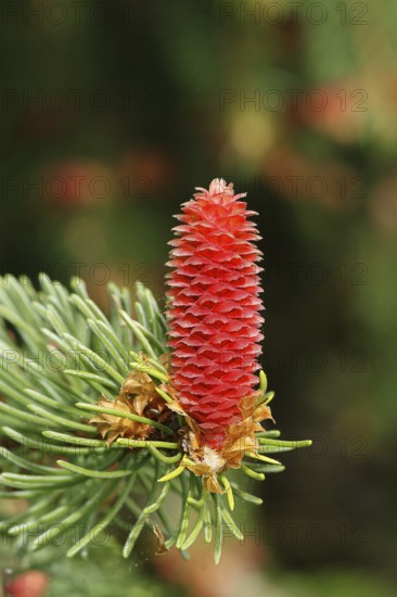 European spruce (Picea abies), inflorescence, female flower, becomes a spruce cone, Wilden, North Rhine-Westphalia, Germany, Europe