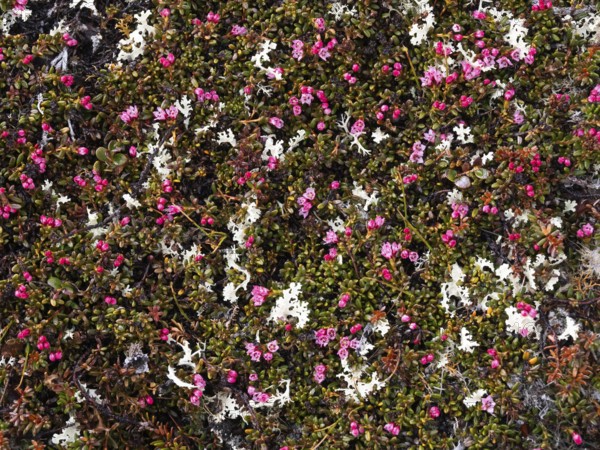 Trailing Alpine Azalea in flower (Kalmia procumbens), Varanger National Park, Varanger Fjord, May, Norway, Europe