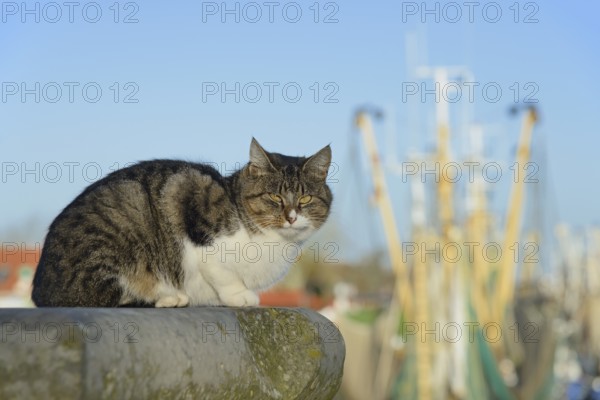 House cat on a wall, shrimp cutter of Greetsiel in the background, blue sky, North Sea, Lower Saxony, Germany, Europe