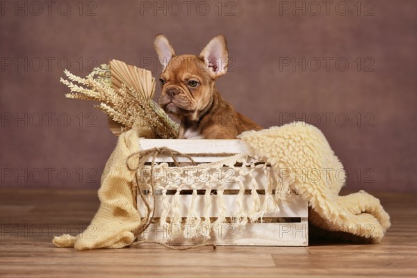 Mocca Red Sable French Bulldog dog puppy in white box with natural boho style decoration in front of brown background