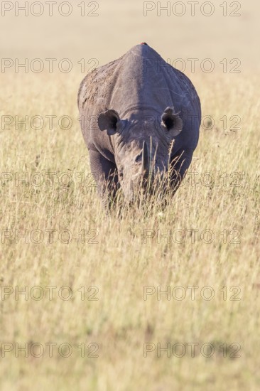 Black rhinoceros (Diceros bicornis) on a grass savanna in Africa, Maasai Mara National Reserve, Kenya, Africa