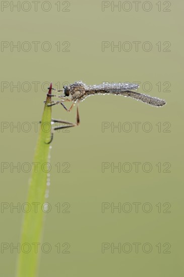 Striped slender robber fly (Leptogaster cylindrica) with dewdrops, North Rhine-Westphalia, Germany, Europe