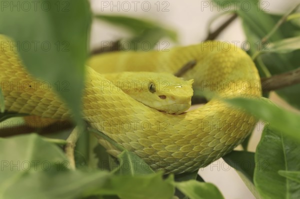 Griffin-tailed lance adder or eyelash pit viper (Bothriechis schlegelii), captive, occurring in Central and South America