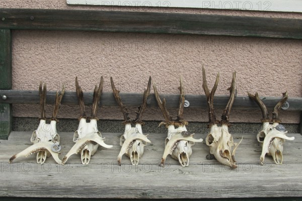 European roe deer (Capreolus capreolus) Roebuck trophy processing, finished antlers laid out to dry, Lower Austria, Austria, Europe