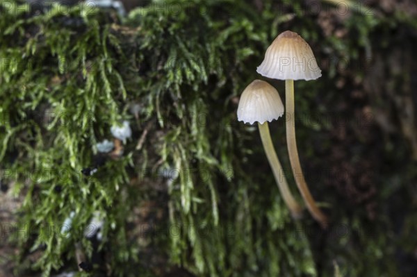 Helminths (Mycena), Emsland, Lower Saxony, Germany, Europe