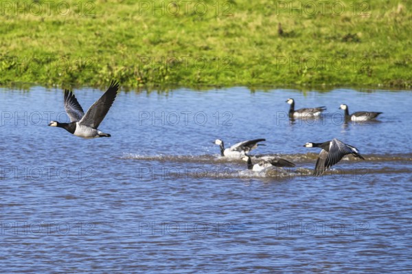 Barnacle Goose, Branta leucopsis, birds in flight over marshes at winter time