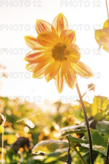 Yellow-orange flower in sunlight with blurred background and bokeh, Gechingen, Black Forest, Germany, Europe