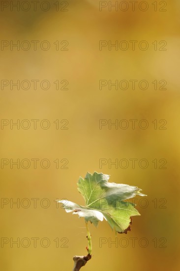 Vine leaf, autumn, Germany, Europe