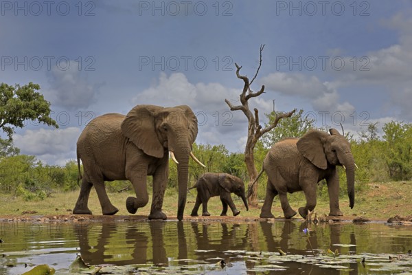 African elephant (Loxodonta africana), adult, female, mother, male, bull, young animal, mother with young animal and young bull, at the water, Kruger National Park, Kruger National Park, South Africa, Africa