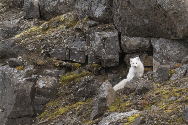 Arctic fox (Vulpes lagopus) in winter coat between rocks, Straumsland, Spitsbergen, Svalbard, Norway, Europe