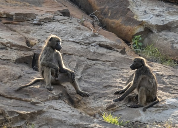 Chacma baboons (Papio ursinus), sitting on stones, Kruger National Park, South Africa, Africa