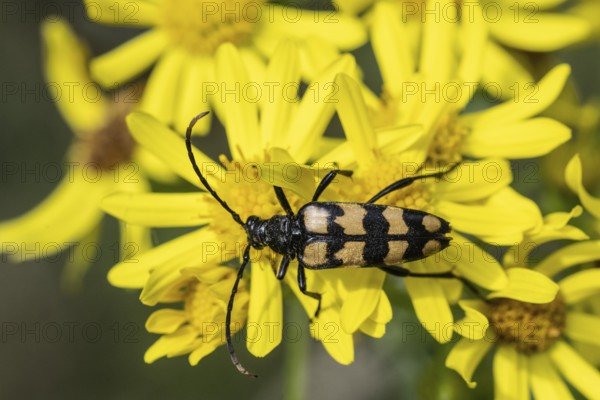 Leptura annularis (Leptura annularis) on ragwort (Jacobaea vulgaris), Emsland, Lower Saxony, Germany, Europe