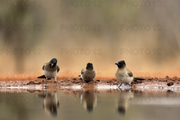 Grey bulbul (Pycnonotus barbatus), adult, group, three birds, at the water, Kruger National Park, Kruger National Park, Krugerpark, South Africa, Africa