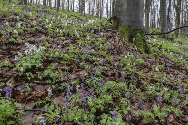 Hollow larkspur (Corydalis cava), Bad Iburg, Lower Saxony, Germany, Europe