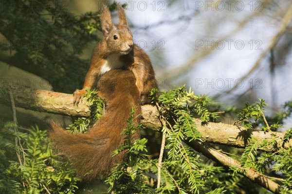 Attentive eurasian red squirrel (Sciurus vulgaris) with fluffy fur sitting on a tree branch in the sun, Hesse, Germany, Europe