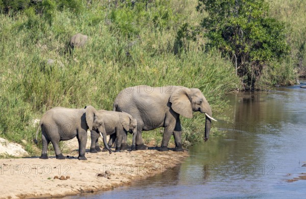 African elephant (Loxodonta africana), mother and young at the river, Kruger National Park, South Africa, Africa