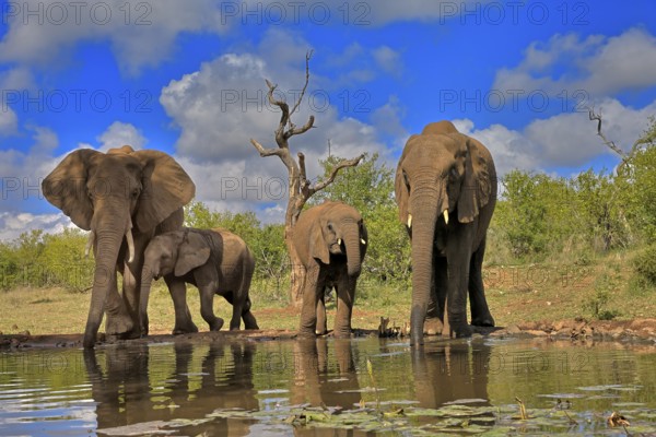 African elephant (Loxodonta africana), adult, juvenile, group with juveniles, at the water, drinking, group, Kruger National Park, Kruger National Park, South Africa, Africa