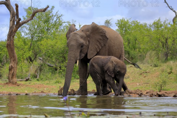 African elephant (Loxodonta africana), adult, male, bull, young animal, young bull with young animal, at the water, drinking, Kruger National Park, Kruger National Park, South Africa, Africa