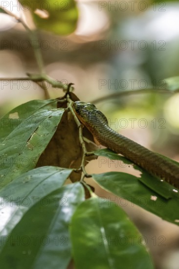 American whipsnake (Mastigodryas melanolomus), slithering on a branch, in the rainforest, Corcovado National Park, Osa, Puntarena Province, Costa Rica, Central America