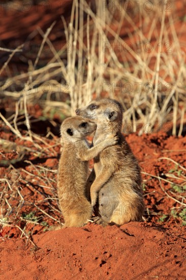 Meerkat (Suricata suricatta), adult with young, warming up in the morning sun, at the den, alert, with young, social behaviour, Tswalu Game Reserve, Kalahari, Northern Cape, South Africa, Africa