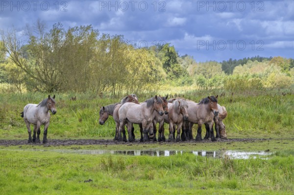 Herd of Koniks, Polish Konik horses resting in meadow of nature reserve De Bourgoyen-Ossemeersen near Ghent, East Flanders, Belgium, Europe