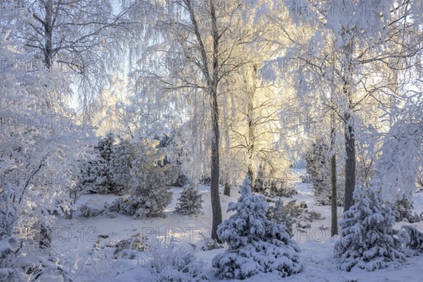 Sunshine shining through the trees in a forest with snow and frosty trees in the winter