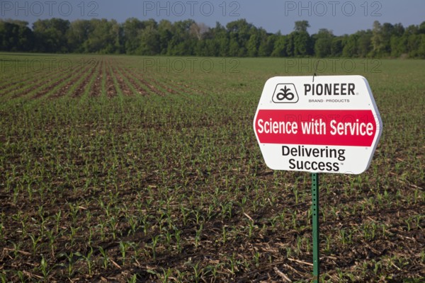 Shelbyville, Indiana - A corn crop planted with hybrid seeds marketed by Pioneer Hi-Bred. Pioneer is a subsidiary of DuPont and is the second-largest American producer of hybrid seeds.